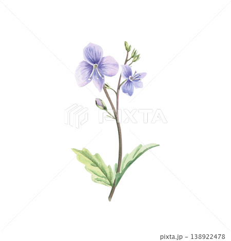 A delicate lilac wild forget-me-not flower with unblown buds. This isolated watercolor illustration is perfect for postcards, textiles, nature websites, and eco-themed designs. 138922478