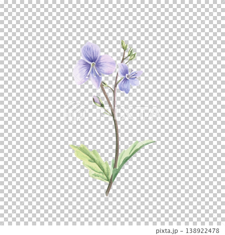 A delicate lilac wild forget-me-not flower with unblown buds. This isolated watercolor illustration is perfect for postcards, textiles, nature websites, and eco-themed designs. 138922478