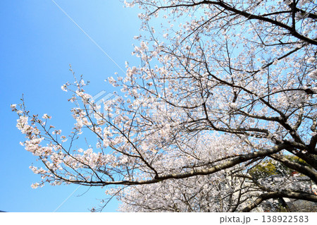 桜、サクラ、さくら 桜、サクラ、さくら 138922583