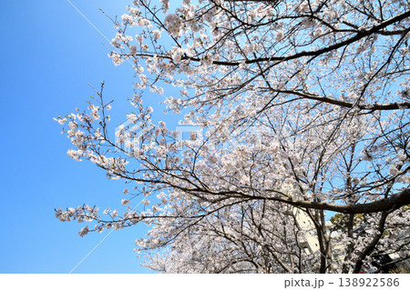 桜、サクラ、さくら 桜、サクラ、さくら 138922586