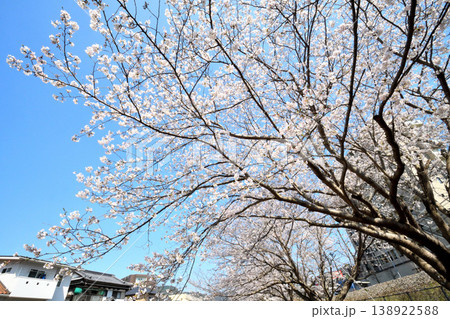 桜、サクラ、さくら 138922588