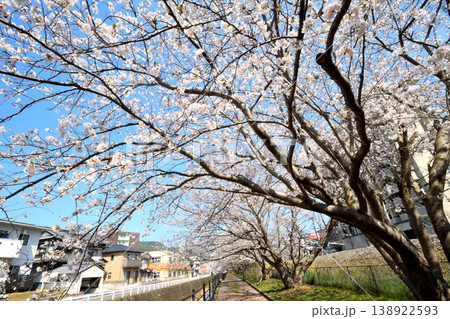 桜、サクラ、さくら 138922593