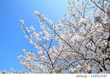 桜、サクラ、さくら 138922597