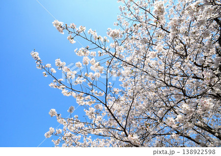 桜、サクラ、さくら 桜、サクラ、さくら 138922598