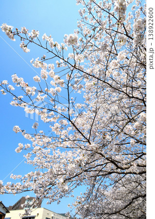 桜、サクラ、さくら 桜、サクラ、さくら 138922600