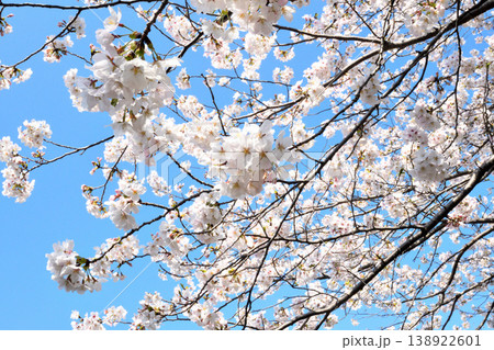 桜、サクラ、さくら 桜、サクラ、さくら 138922601