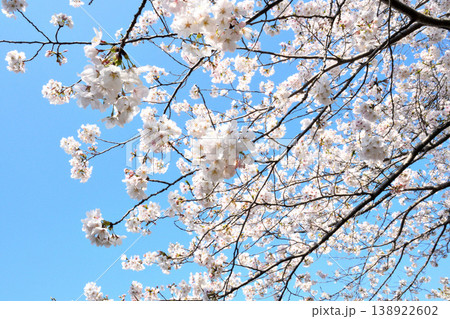 桜、サクラ、さくら 桜、サクラ、さくら 138922602