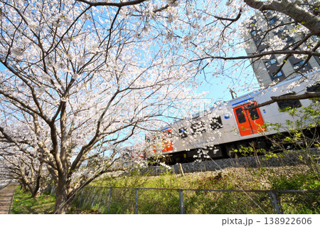 桜、サクラ、さくら 138922606