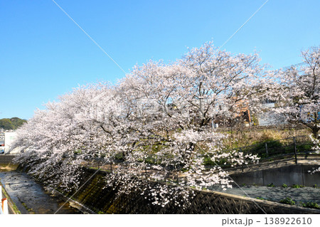 桜、サクラ、さくら 138922610