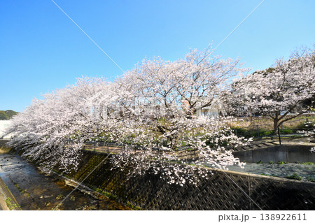 桜、サクラ、さくら 桜、サクラ、さくら 138922611