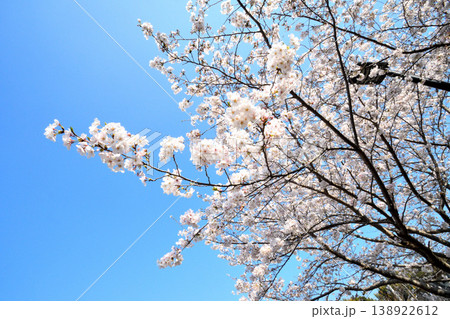 桜、サクラ、さくら 138922612