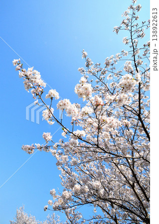 桜、サクラ、さくら 桜、サクラ、さくら 138922613