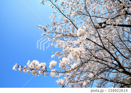 桜、サクラ、さくら 桜、サクラ、さくら 138922614