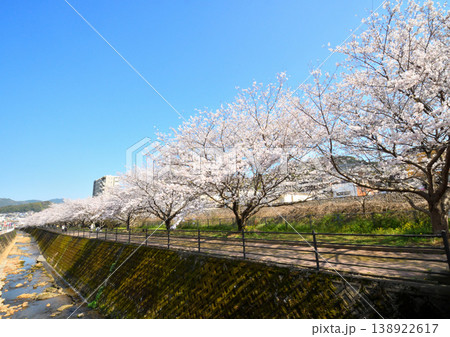 桜、サクラ、さくら 138922617