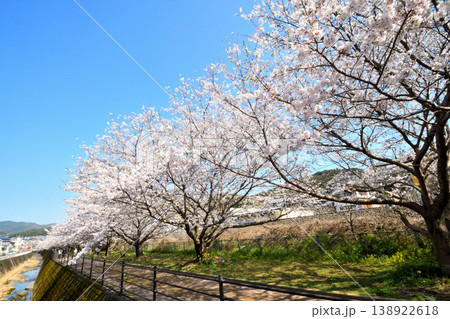 桜、サクラ、さくら 138922618