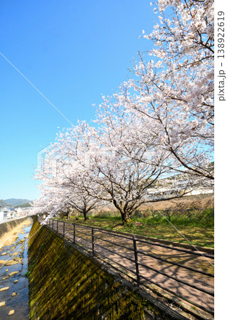 桜、サクラ、さくら 138922619
