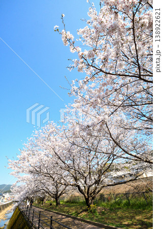 桜、サクラ、さくら 138922621