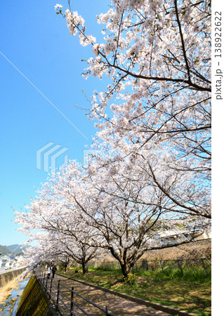 桜、サクラ、さくら 138922622