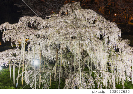 ライトアップされた三春の滝桜 138922626