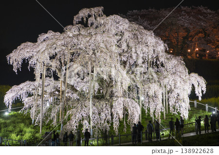 ライトアップされた三春の滝桜 ライトアップされた三春の滝桜 138922628