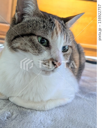 見つめる猫 見つめる猫 138922757