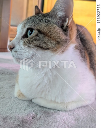 猫の横顔 138922758