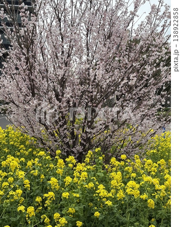 春を告げる桜と菜の花のコラボ風景 春を告げる桜と菜の花のコラボ風景 138922858