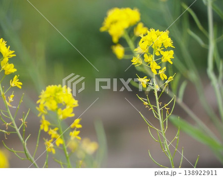 アブラナ科の花 アブラナ科の花 138922911