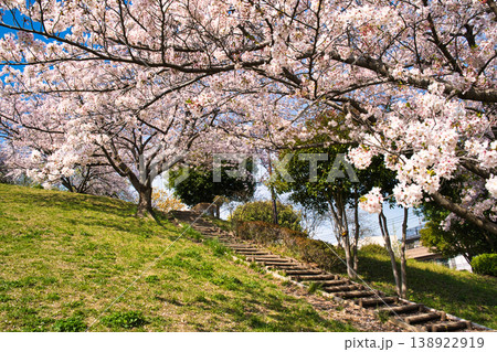 桜満開の横浜の公園の風景 桜満開の横浜の公園の風景 138922919