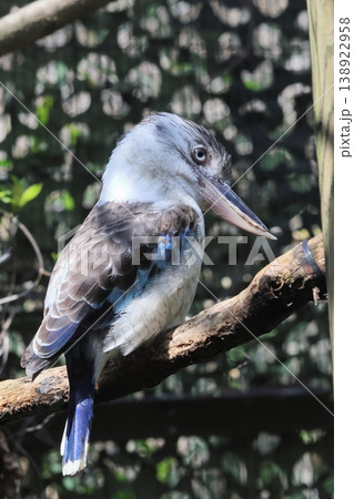 アオバネワライカワセミ アオバネワライカワセミ 138922958