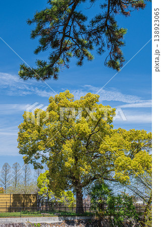 膳所城跡公園　新緑の大木　滋賀県大津市 138923065