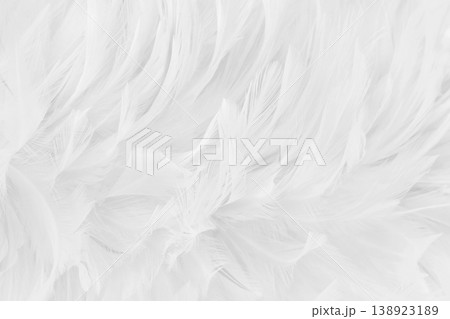 Beautiful white grey bird feathers pattern texture background. 138923189