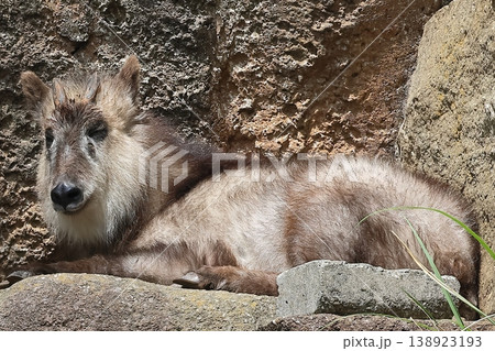 ニホンカモシカ 138923193