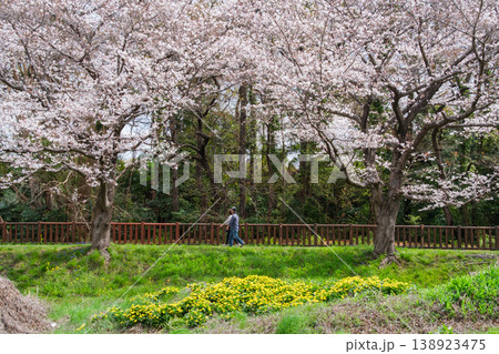桜並木のお花見 桜並木のお花見 138923475