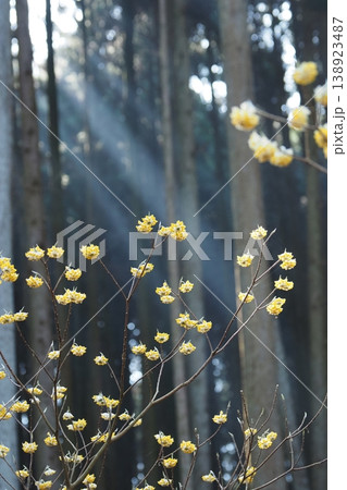 ミツマタの花とあさのひかり ミツマタの花とあさのひかり 138923487