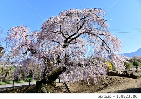 青空に映える龍洞院のしだれ桜 138923580