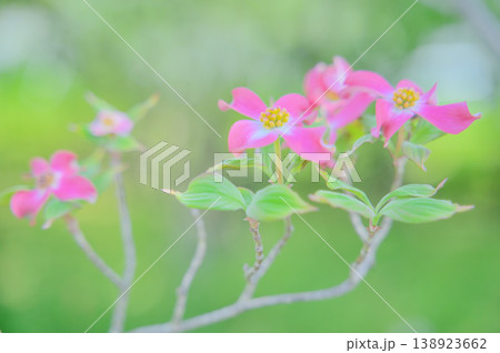 新緑に咲くハナミズキの花 春のやわらかな光 138923662
