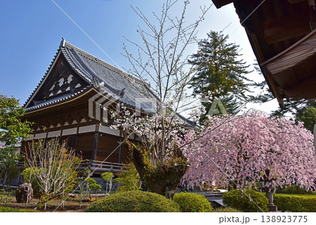 静岡県　桜満開の大石寺　 138923775