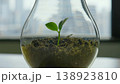 green sprout growing from seed 138923810