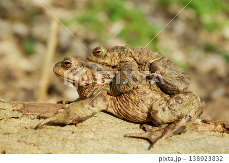 Pair mating European common toad Bufo bufo Bufonidae amphibians frog successful frogspawn inguinal and axillary amplexus engaging species reproductive behavior male embraces clasping climb female Pair mating European common toad Bufo bufo Bufonidae amphibians frog successful frogspawn inguinal and axillary amplexus engaging species reproductive behavior male embraces clasping climb female 138923832