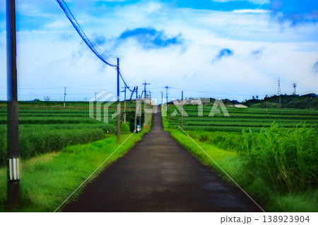 電柱が続く一本道、種子島のさとうきび畑の風景 電柱が続く一本道、種子島のさとうきび畑の風景 138923904