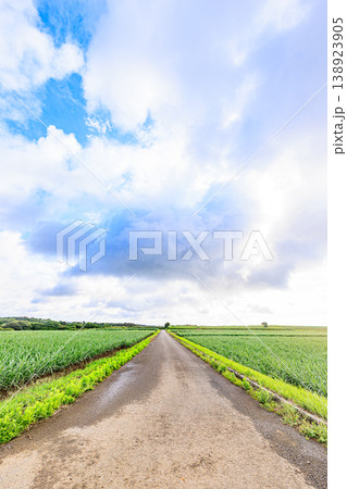 種子島の広大なさとうきび畑に続く道、柔らかな描写の風景 138923905