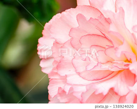 カラフルで繊細なベゴニアの花びら 138924020