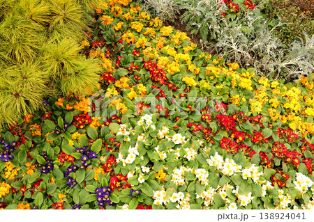 flowers in the garden 138924041