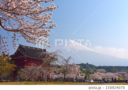 静岡県　桜満開の大石寺　三門と桜と富士山 138924078