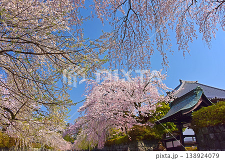 静岡県 桜満開の大石寺 静岡県 桜満開の大石寺 138924079