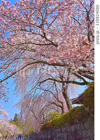 静岡県 桜満開の大石寺 静岡県 桜満開の大石寺 138924080