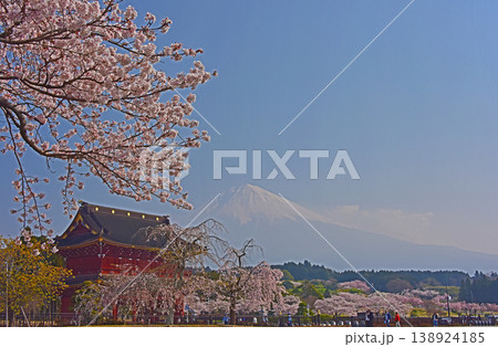 静岡県 桜満開の大石寺 三門と桜と富士山 静岡県 桜満開の大石寺 三門と桜と富士山 138924185