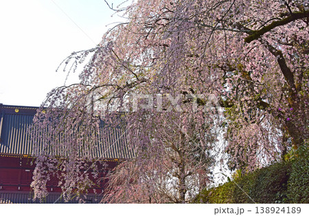 静岡県　桜満開の大石寺　三門と桜 138924189