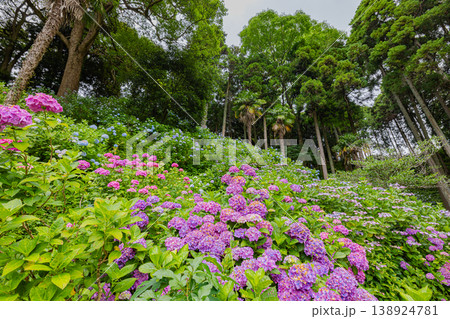 千葉県 服部農園の紫陽花風景 千葉県 服部農園の紫陽花風景 138924781